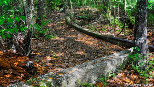 A winding, overgrown path with a concrete edge, surrounded by lush greenery and fallen leaves in a forested area.