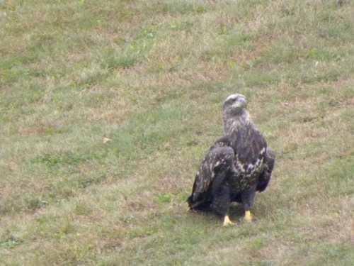 A young eagle stands on grassy ground, showcasing its dark feathers and yellow feet.