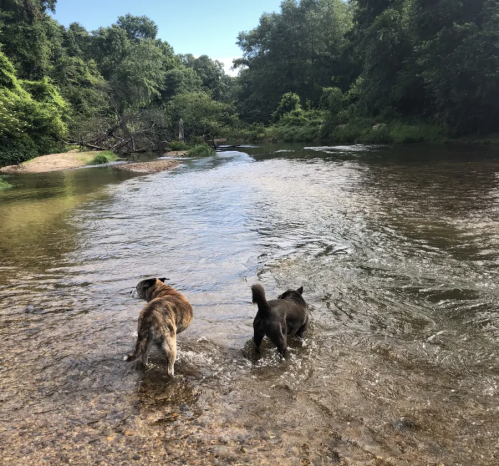 Two dogs wade in a shallow river, surrounded by lush greenery and trees under a clear blue sky.