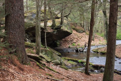 A serene forest scene with a rocky outcrop, trees, and a gently flowing stream surrounded by fallen leaves.