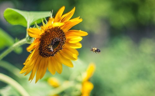 A vibrant sunflower with a bee hovering nearby, set against a blurred green background.