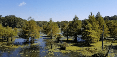 Lush green trees reflect in a serene wetland under a clear blue sky, with patches of water and vegetation visible.