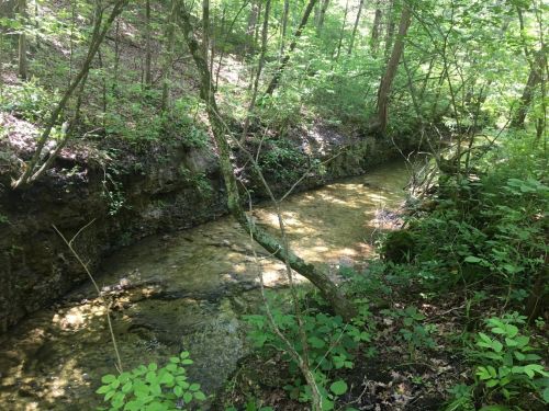 A serene forest scene featuring a clear stream flowing through lush greenery and trees.