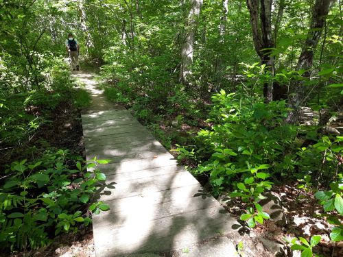 A wooden path through a lush green forest, with a person walking in the background. Sunlight filters through the trees.