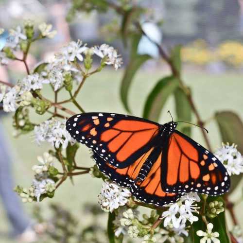 A vibrant monarch butterfly perched on white flowers in a garden setting.