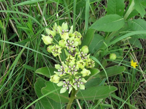 A cluster of greenish flowers with purple accents surrounded by green leaves and grass.