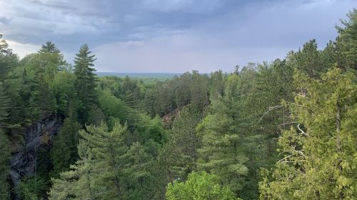 Lush green forest with tall trees under a cloudy sky, overlooking a distant horizon.