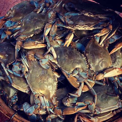 A basket filled with blue crabs, showcasing their hard shells and claws.