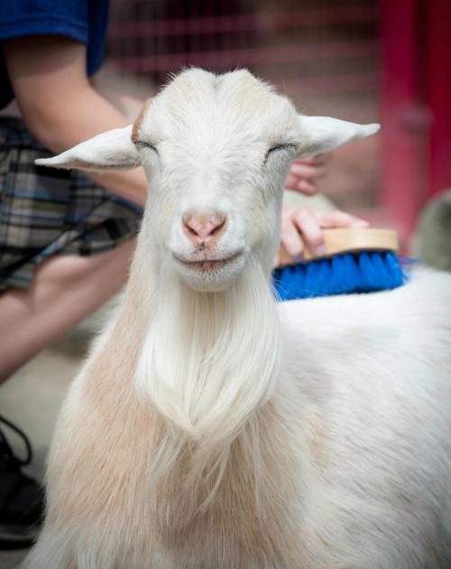 A smiling white goat being brushed by a person, eyes closed in contentment.