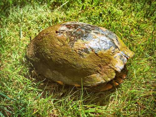 A turtle resting on green grass, its shell covered in moss and dirt, blending into the natural surroundings.