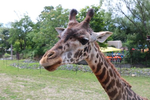 A close-up of a giraffe's head with distinctive spots, set against a green background with trees.