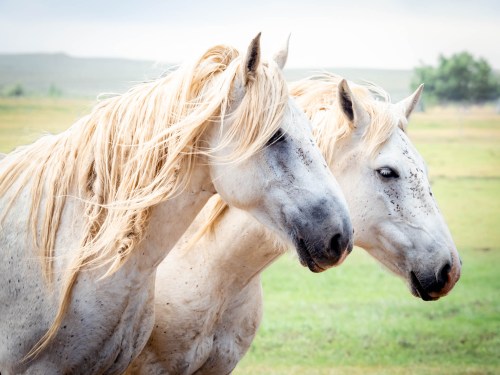 Two white horses with flowing manes stand side by side in a green field, with a soft, cloudy sky in the background.