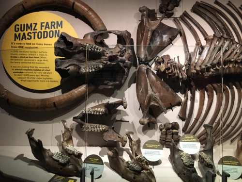 Display of a Gumz Farm mastodon skeleton, showcasing bones and informative signage about its history and discovery.