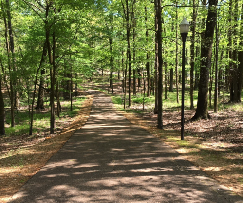 A serene pathway through a lush green forest, lined with trees and dappled sunlight.