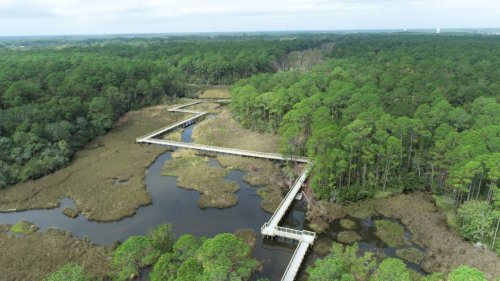 Aerial view of a winding boardwalk through a lush green forest and marshland.