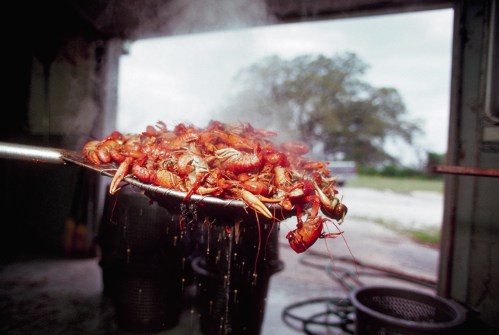A steaming scoop of freshly cooked crawfish, with a blurred outdoor background.