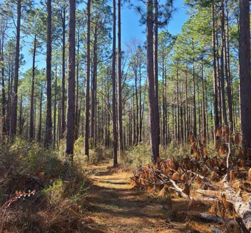 A serene forest path lined with tall pine trees and scattered fallen branches under a clear blue sky.