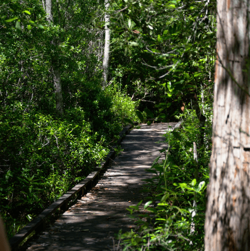 A narrow wooden path winds through a lush green forest, surrounded by trees and dense foliage.