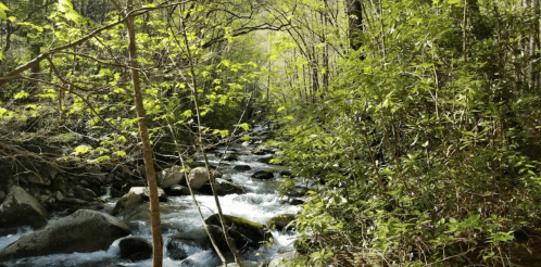 A serene forest scene with a flowing stream, surrounded by lush green trees and rocks.