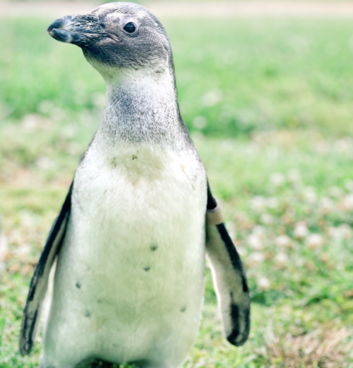 A close-up of a penguin standing on green grass, looking curiously at the camera.