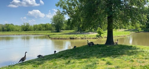 A serene landscape featuring a pond, green grass, and a group of geese walking near a tree under a blue sky.