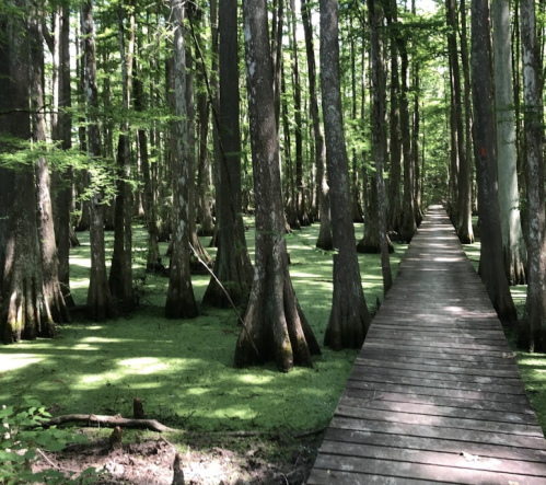 A wooden walkway through a lush green forest with tall trees and a mossy ground.