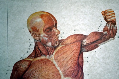 Illustration of a muscular human figure showing detailed anatomy and muscle structure against a textured background.