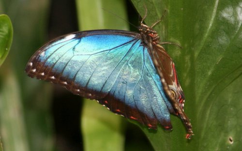 A vibrant blue butterfly perched on a green leaf, showcasing its iridescent wings.