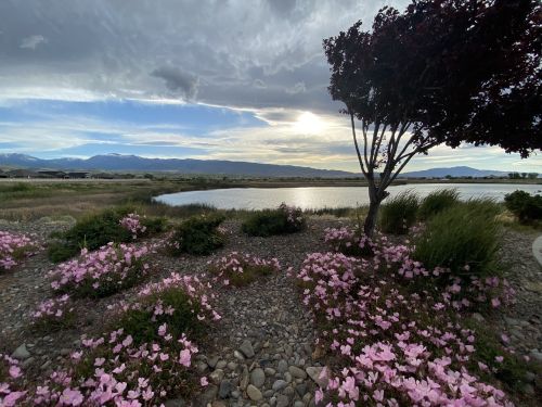 A serene landscape featuring a lake, mountains in the distance, and pink flowers in the foreground under a cloudy sky.