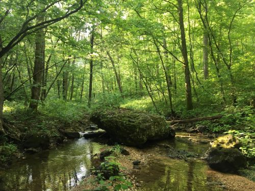A serene forest scene with lush green trees, a small stream, and a moss-covered rock in the sunlight.