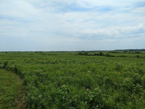 A vast green field under a cloudy sky, stretching into the distance with scattered trees on the horizon.