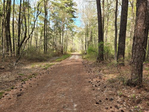 A dirt path winding through a serene forest with tall trees and scattered pine needles on the ground.