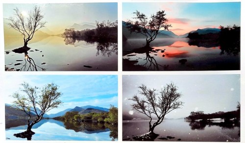 Four scenic images of a tree by a calm lake, showcasing different times of day and weather conditions.