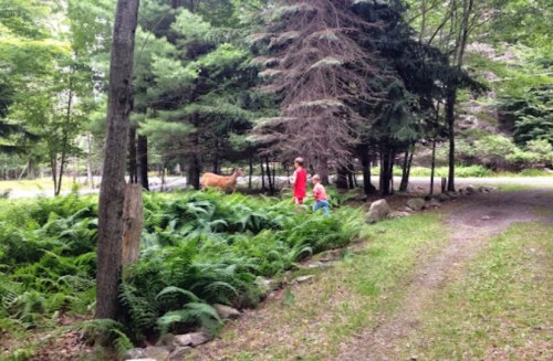 A child and an adult walk through a lush green forest with ferns, surrounded by trees and a deer in the background.