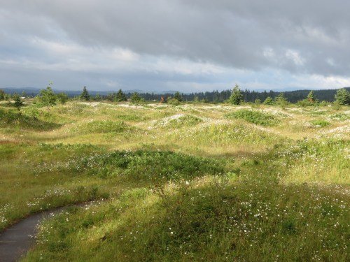 A lush, grassy landscape dotted with wildflowers under a cloudy sky, with distant trees on the horizon.