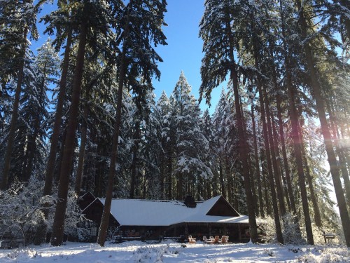 A cozy cabin surrounded by tall, snow-covered trees under a clear blue sky.