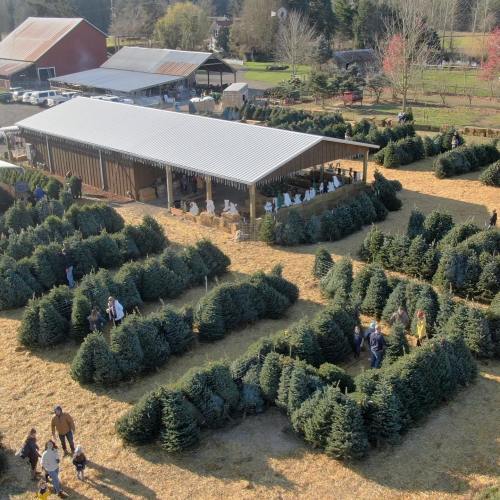 Aerial view of a Christmas tree farm with visitors navigating through rows of trees and a barn in the background.