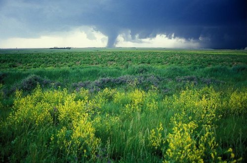 A stormy sky looms over a green field with yellow wildflowers, hinting at a tornado in the distance.