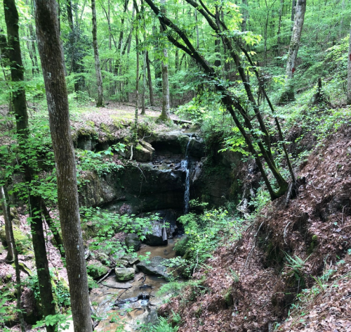 A serene forest scene featuring a small waterfall cascading into a rocky stream, surrounded by lush green trees.