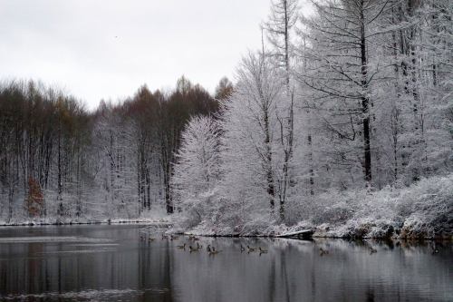 A serene winter landscape with snow-covered trees reflecting in a calm lake, dotted with ducks.