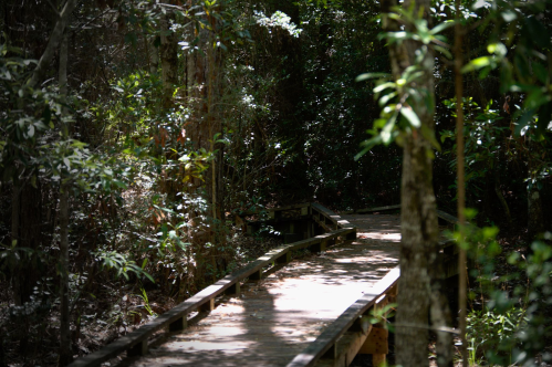 A wooden boardwalk winding through a lush, green forest with dense trees and sunlight filtering through the leaves.