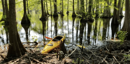 A yellow kayak rests on the shore of a serene, tree-lined swamp with calm water reflecting the greenery.