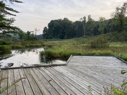 A wooden dock extends into a calm, grassy wetland surrounded by trees under a soft, cloudy sky.