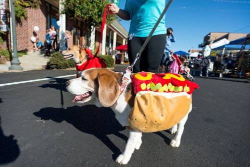 A beagle dressed as a hot dog walks on a leash at a festive outdoor event, with another dog in the background.