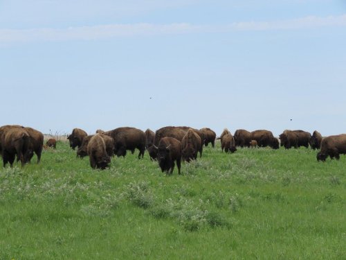 A herd of bison grazing on a grassy field under a clear blue sky.