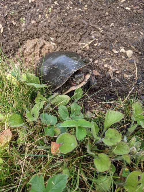 A turtle partially hidden in grass and dirt, with its shell slightly exposed.