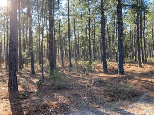 A sunlit forest with tall pine trees and scattered underbrush, casting long shadows on the ground.