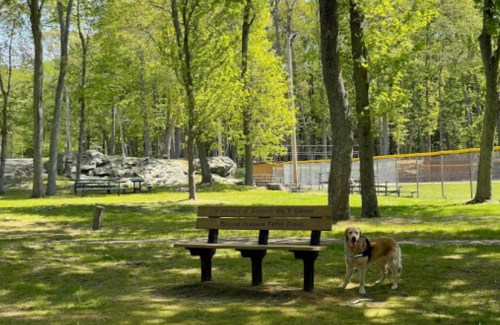 A dog stands beside a bench in a sunny park surrounded by trees and a baseball field in the background.
