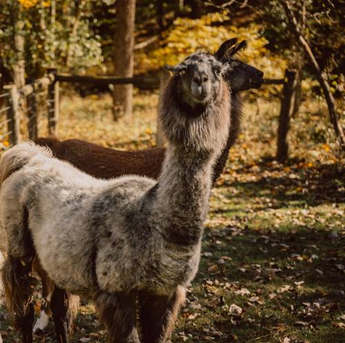 Two llamas stand in a grassy area, surrounded by trees with autumn foliage in the background.