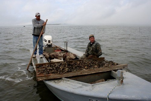 Two fishermen on a boat, one using a paddle, surrounded by water and a pile of oysters on the deck.